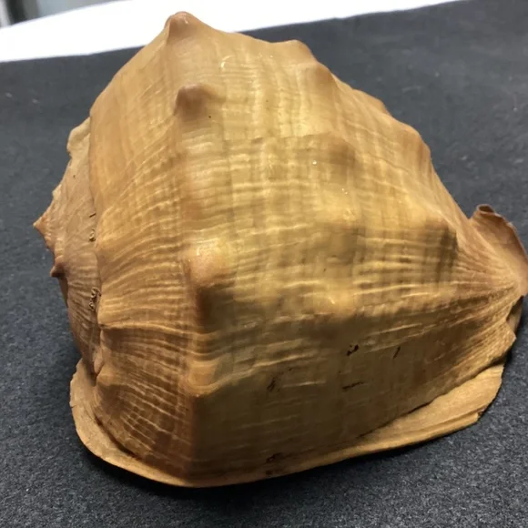 Rare XL Vintage Florida SEA SHELL. HISTORY ARTICLE TOO HELMET SHELL OLD !!! - Picture 2 of 11